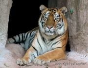 Tiikeri eläintarhassa